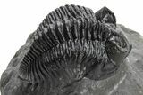 Coltraneia Trilobite Fossil - Huge Faceted Eyes #225325-1